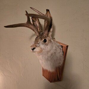 Jackalope mount